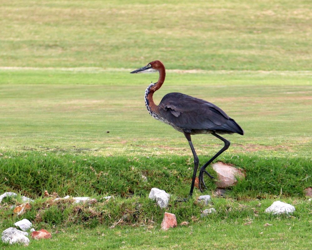 Sards - Goliath heron 2